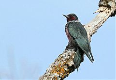 Lewis's Woodpecker